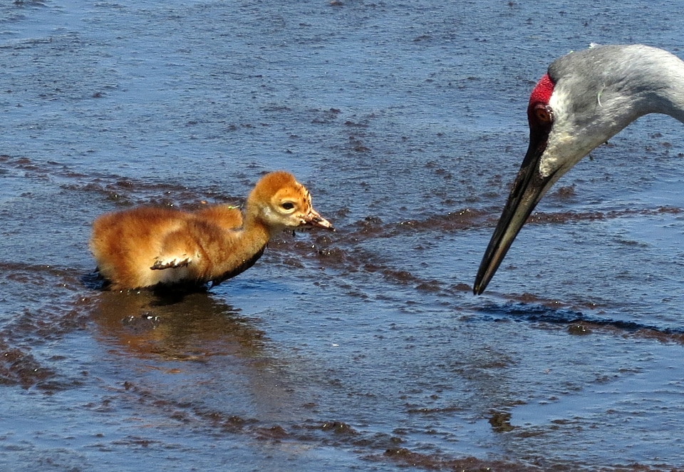 Sandhill Crane and Chick