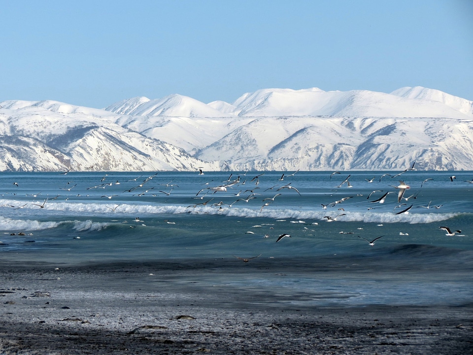 Seagulls flying around ice hills and ocean