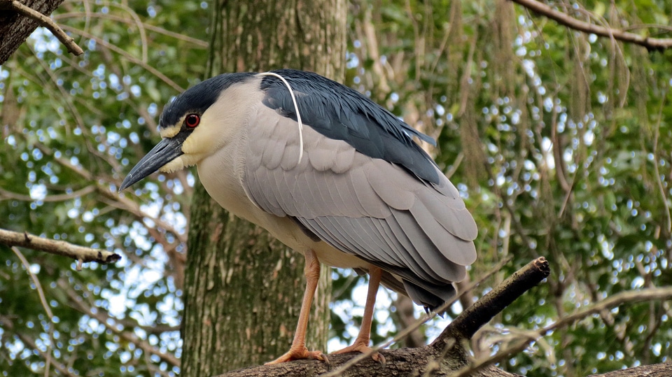 Black Crowned Night Heron Close-up photo