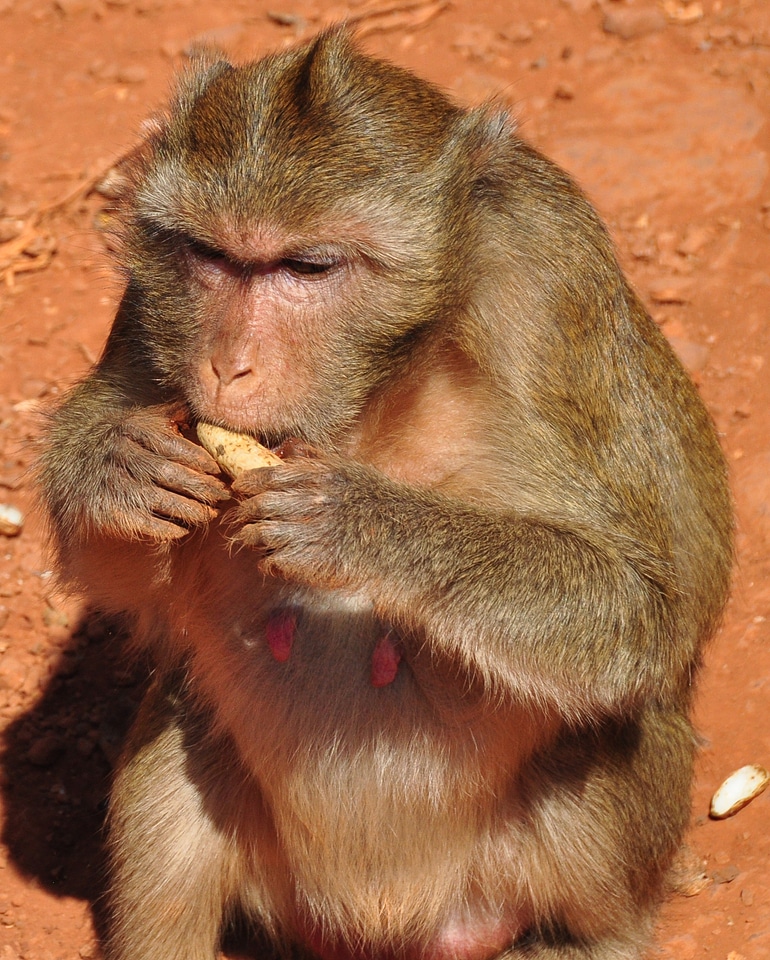 Nature animals in nature journey