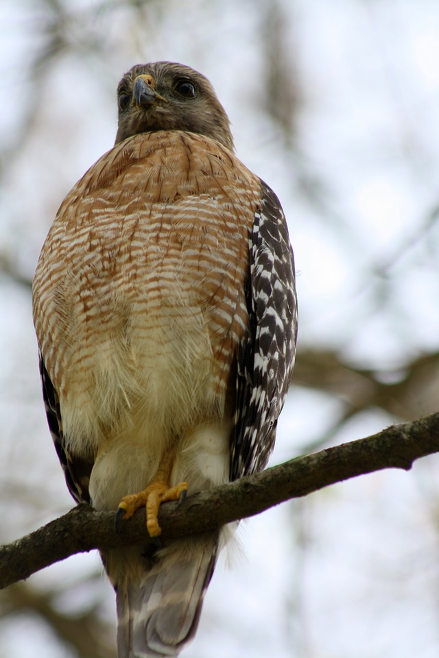 Red Shouldered Hawk sitting in a tree
