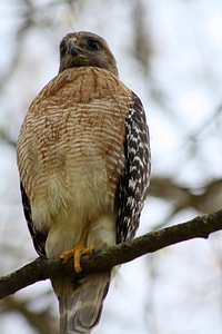 Red Shouldered Hawk sitting in a tree photo