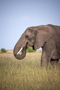 Elephant grazing in Kenya photo