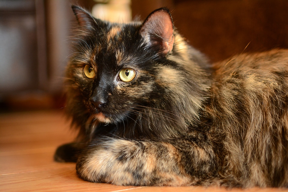 Furry Cat on the floor