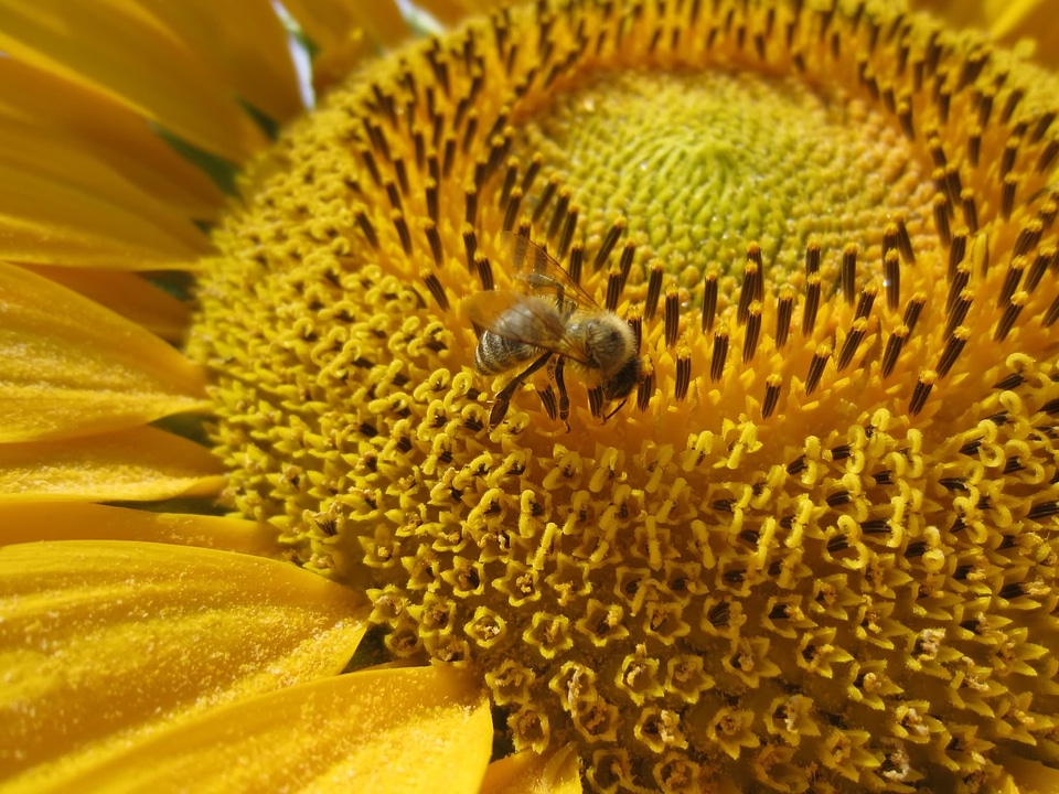 Sunflower close up bee