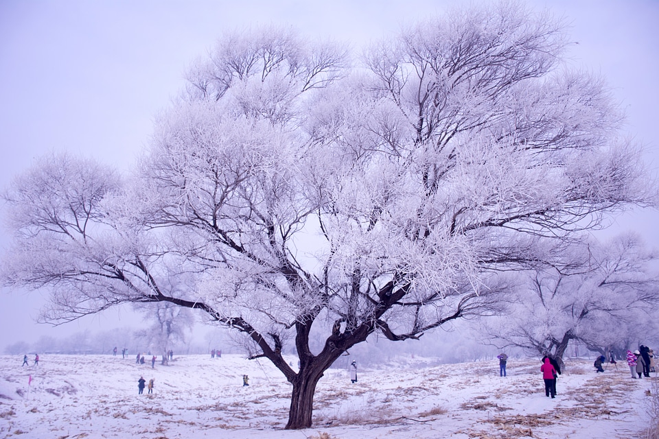Winter Trees in Harbin