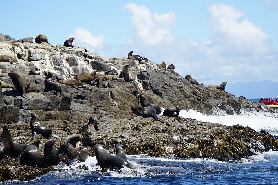 Seals on the rocks of Bruny Island California