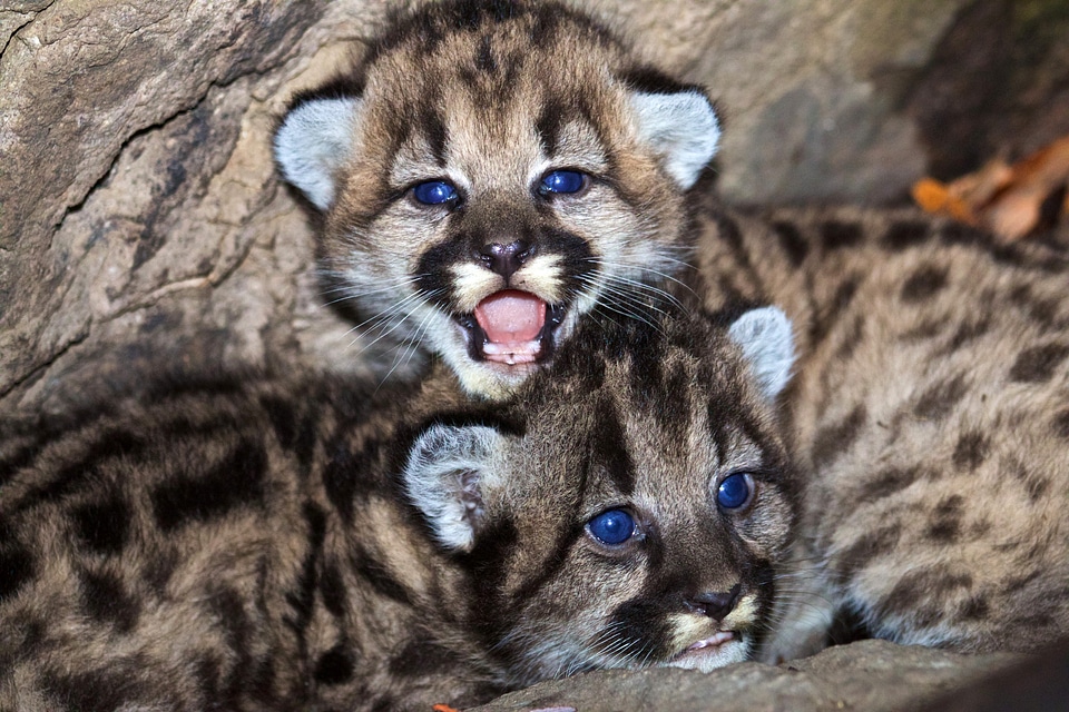 Baby Mountain Lion Kittens