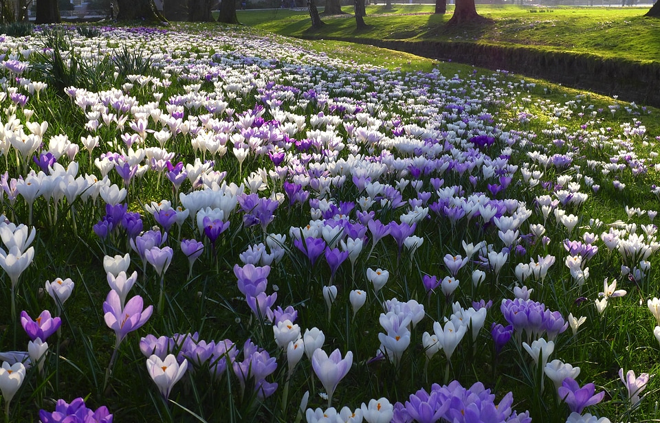 White spring flower meadow