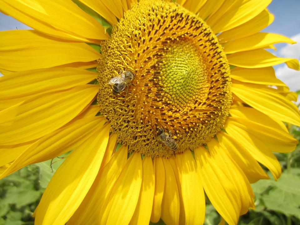 Sunflower close up bee