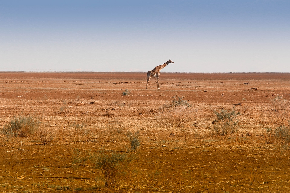 Giraffe alone on the African Plane
