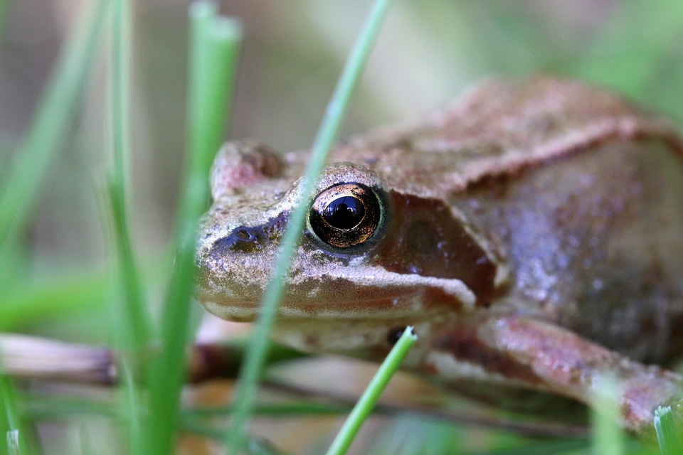 Toad hiding in the grass