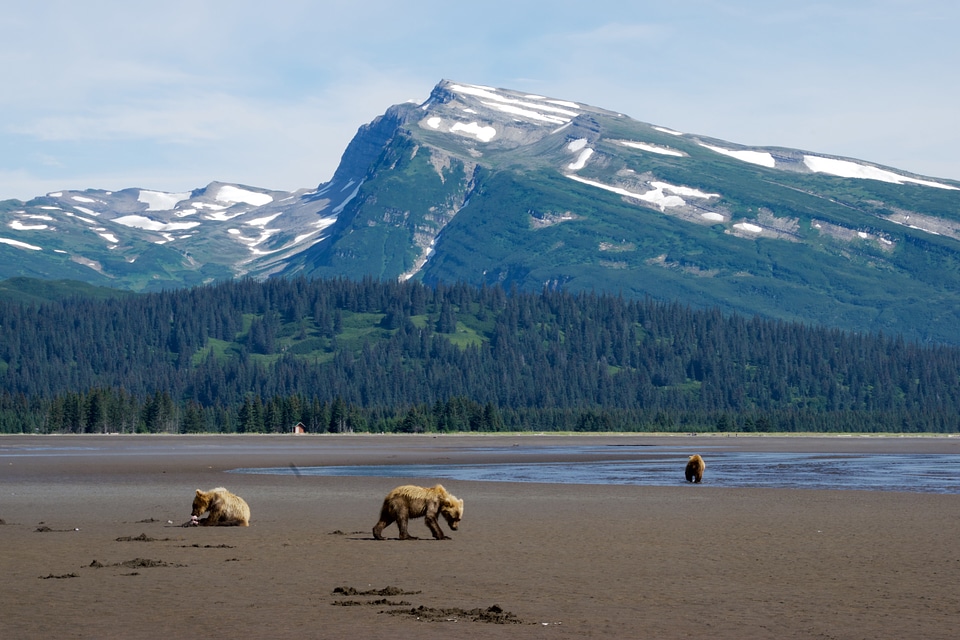 Bears in the Shadow of the mountains at Lake Clark National Park