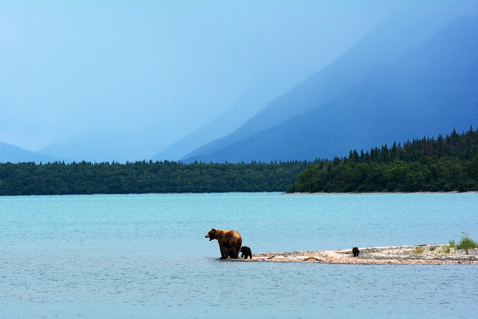 Grizzly Mother with Cubs at Naknek Lake