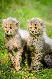 Cheetah Cubs photo