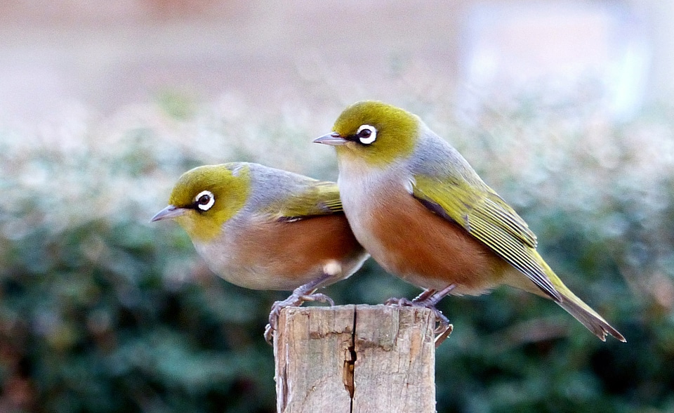 Two Waxeyes standing on a wood pole