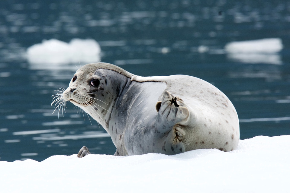 LeConte Seal on ice