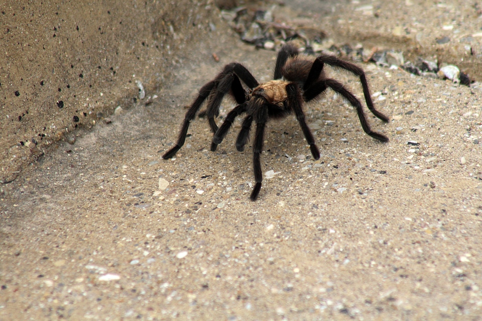 Big Tarantula at Guadalupe Mountains National Park