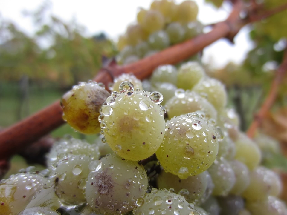 Grape drop of water close up