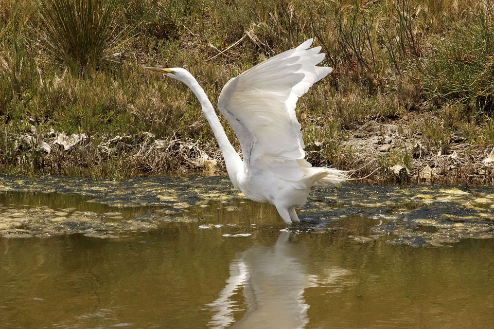 Great Egret taking flight