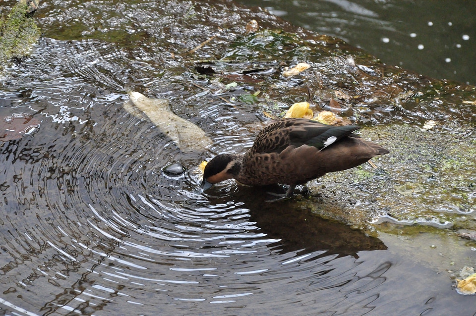 Duck Drinking Water