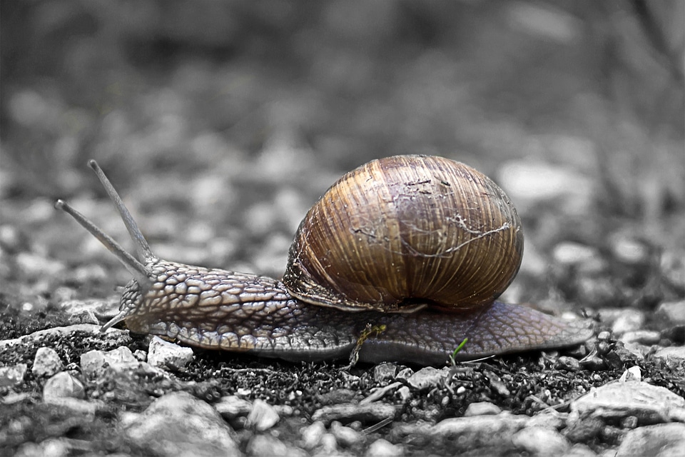 Detailed snail crawling across the ground