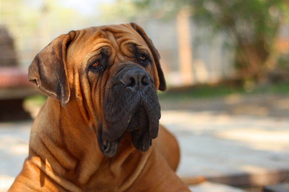 Droopy Brown Bulldog Face