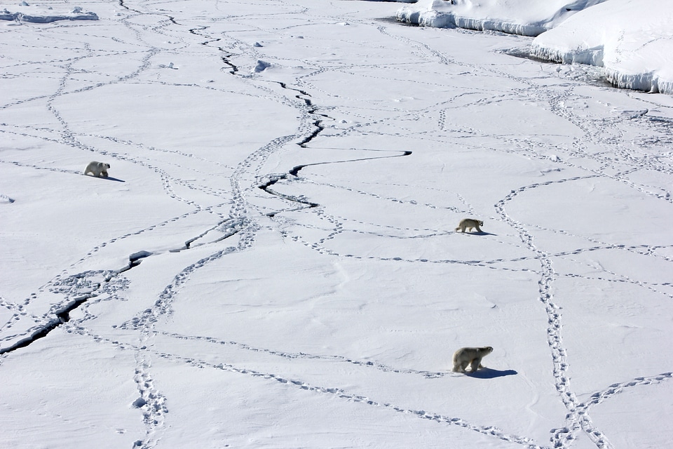 Polar Bears on the Ice