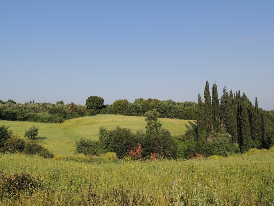 Trees sky cypress trees photo