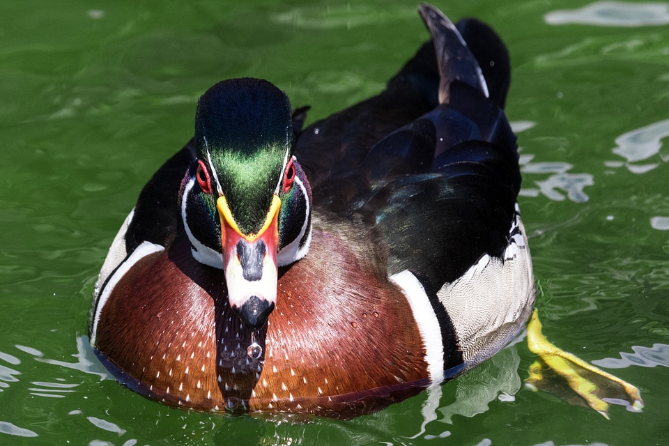Wood duck in the water