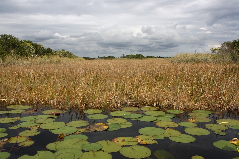 Landscape with reeds with pond and Lily Pads