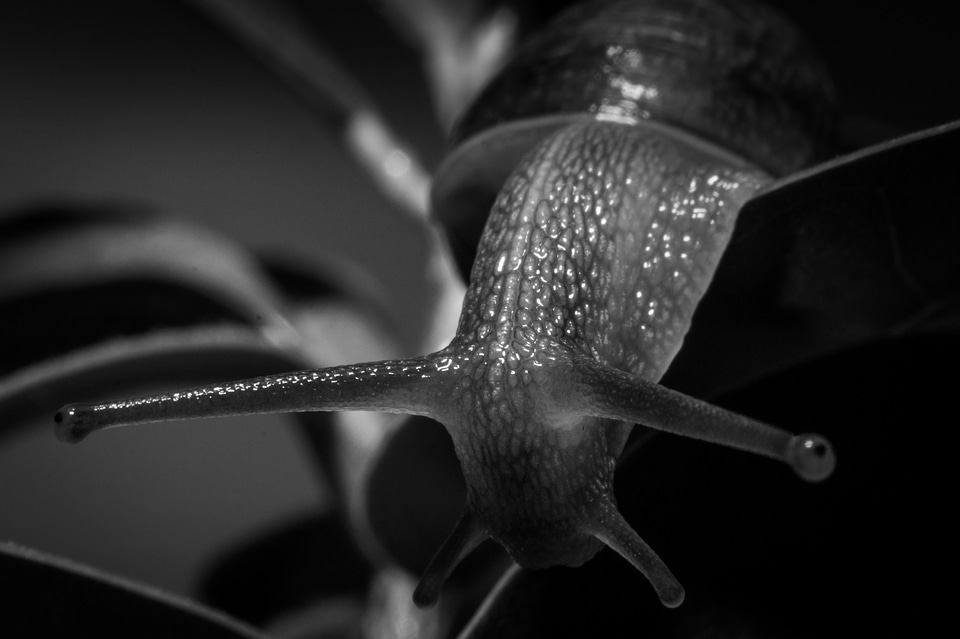 Wildlife black and white wild