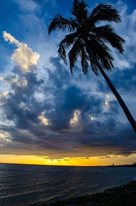 Sunset landscape and seascape with palm tree in Hawaii photo