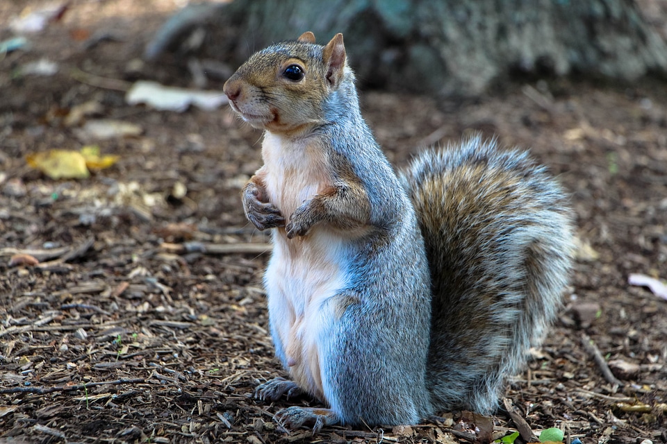 Cute Curious Squirrel standing up on the ground