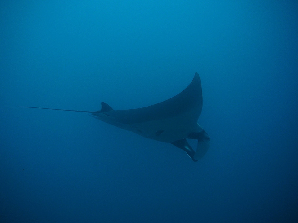 Maldives thailand divers