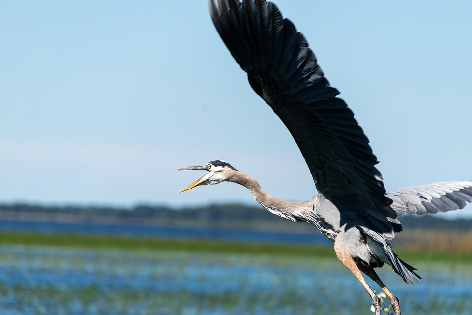 Blue Heron in Flight