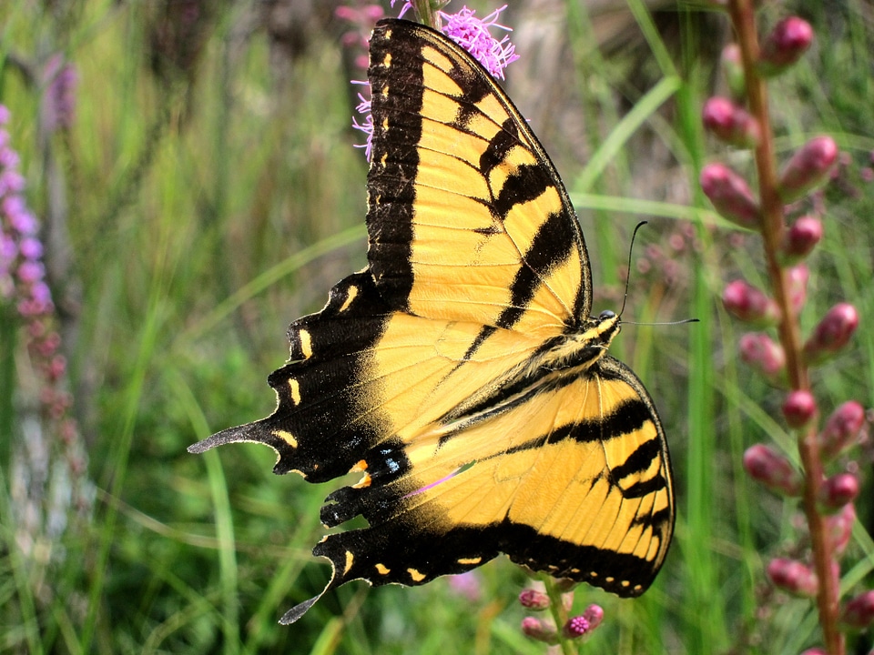Tiger Swallowtail Butterfly flying