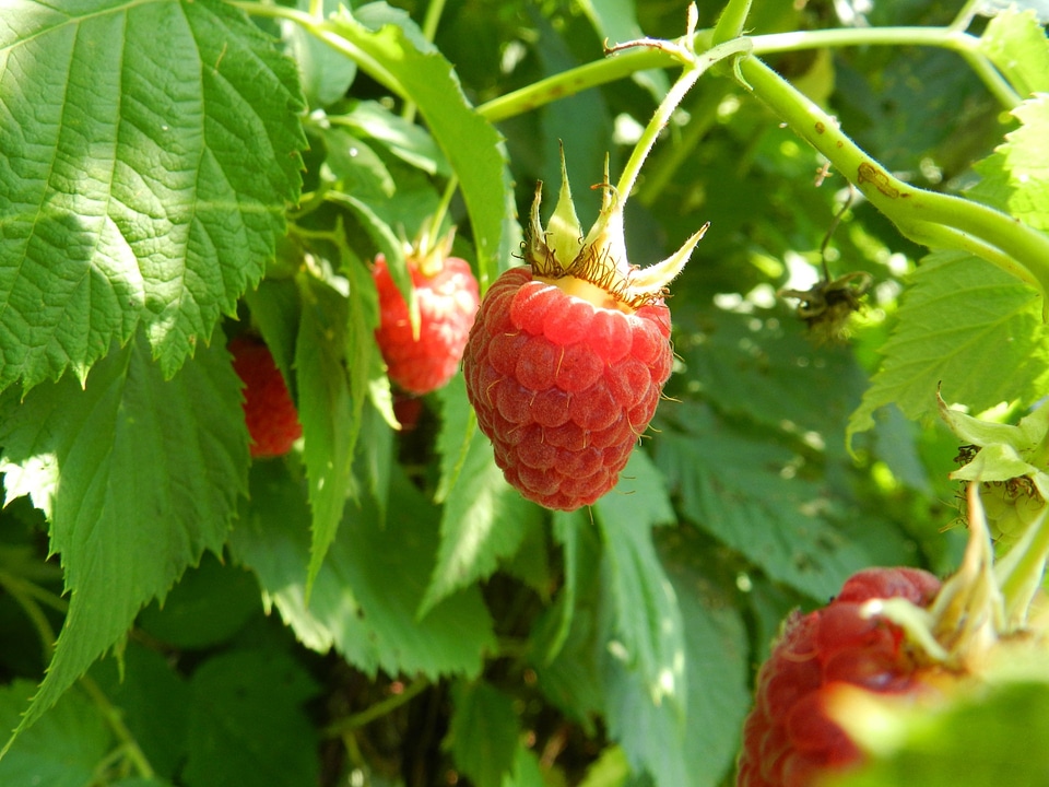 Ripe leaves berry