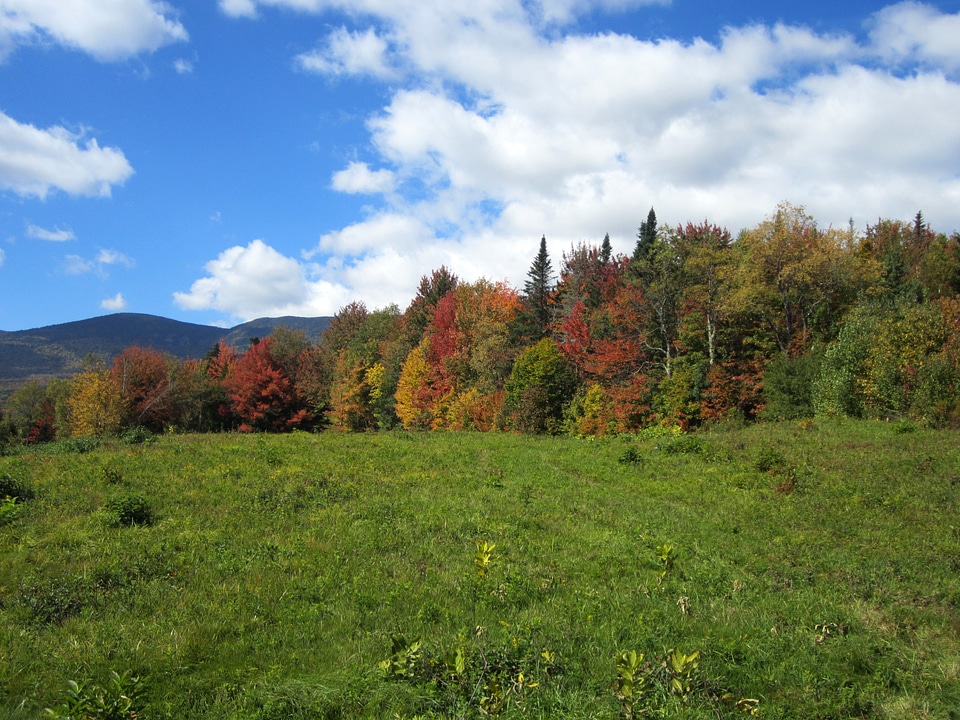 Fall Autumn Foliage in the trees under the sky