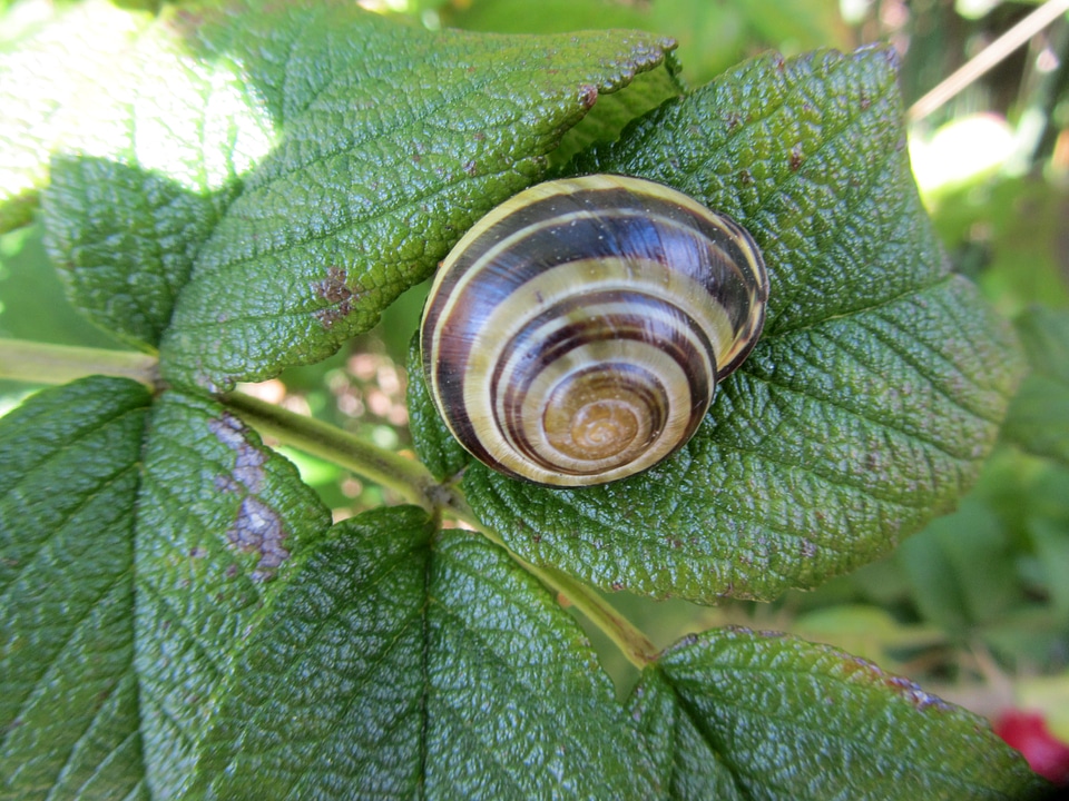 Snail on a green leaf