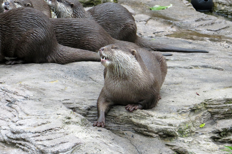 Sea Otter soaking up sun on the rocks