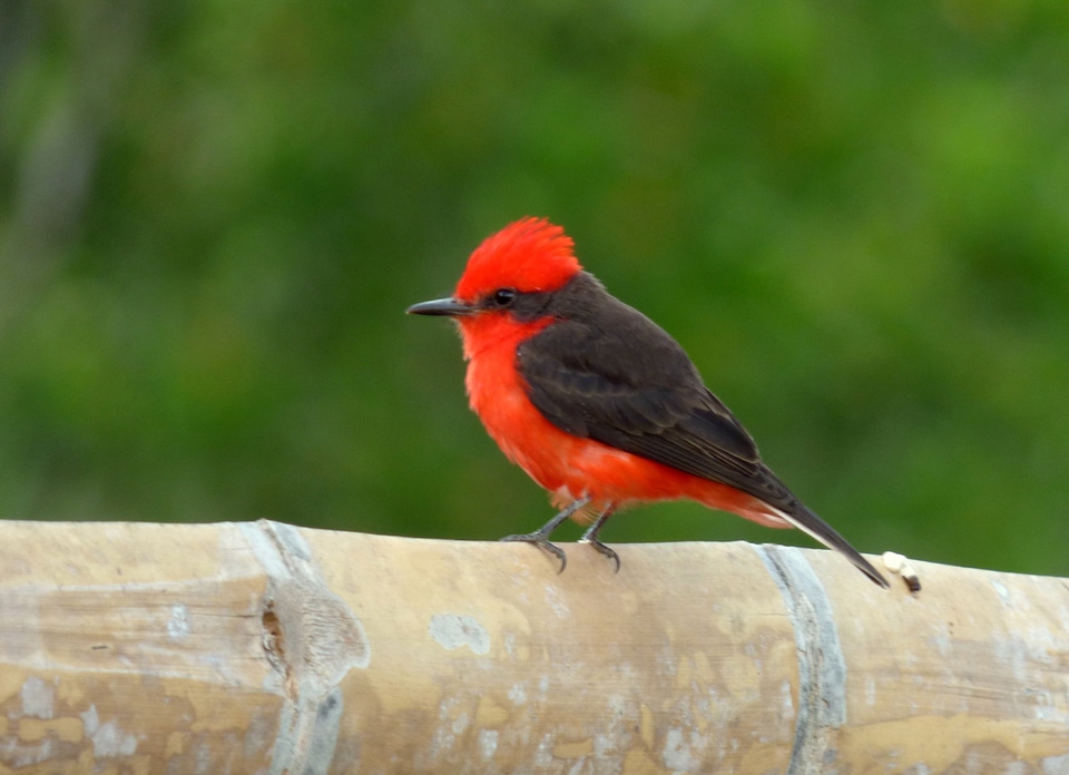 Pyrocephalus rubinus - Cardinal