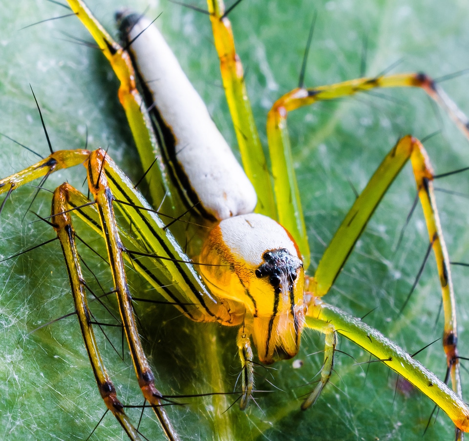 Macro of spider with long hairy legs