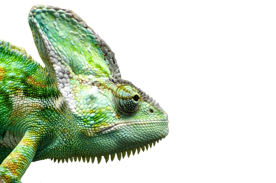 Pets isolated lizard
