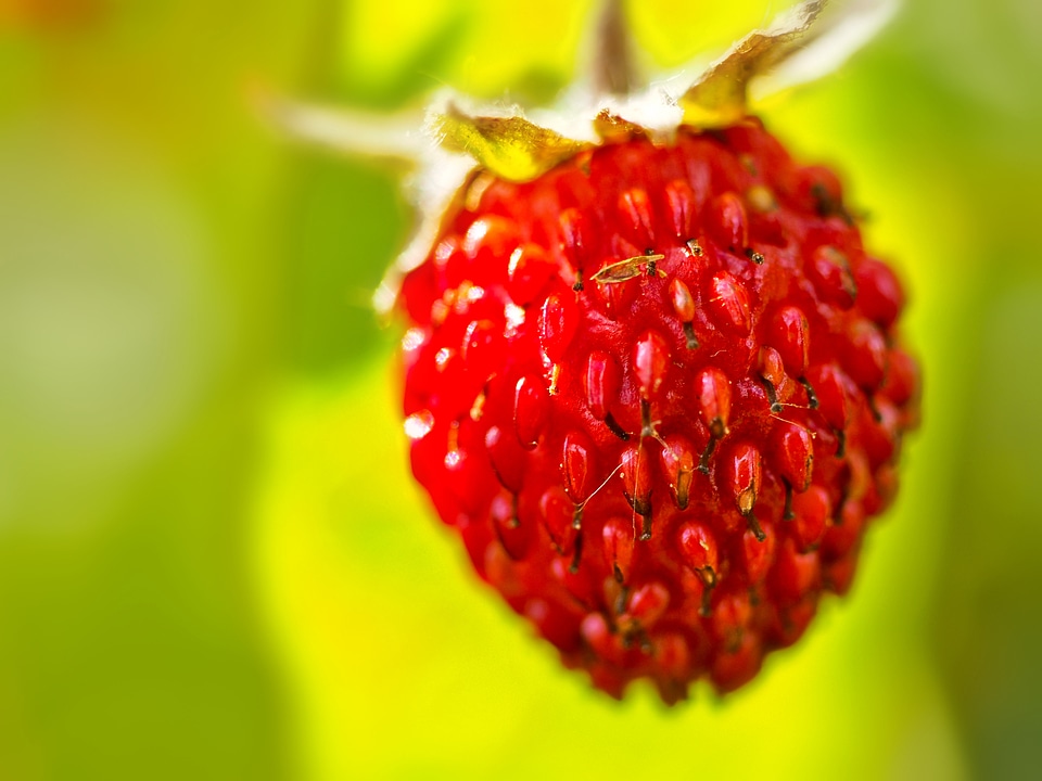 A Group of red Berries