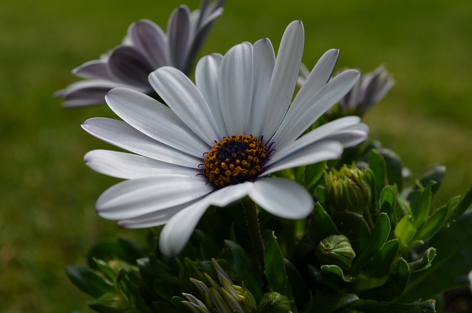 Flower blossom bloom