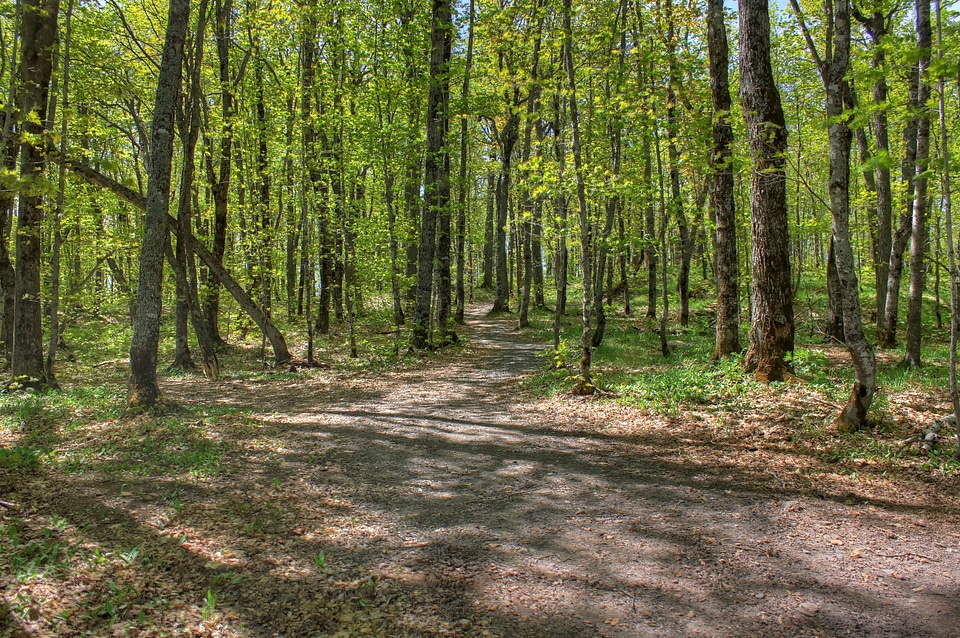 Forest at the top at Mount Arvon, Michigan