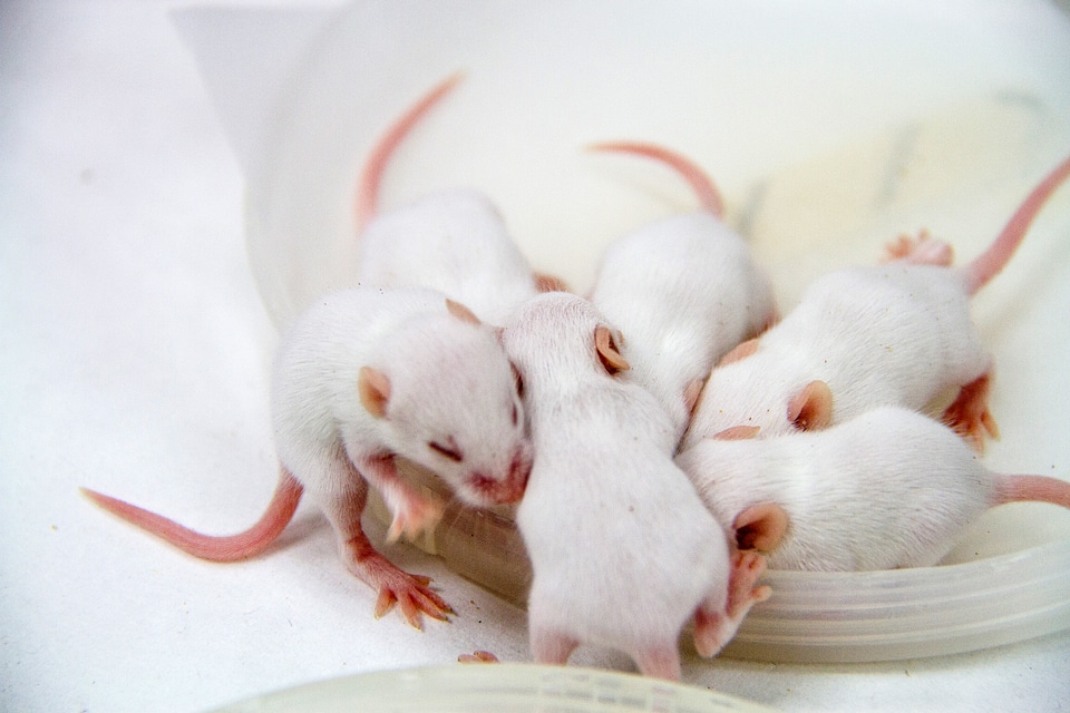 White Baby Mice bunched together