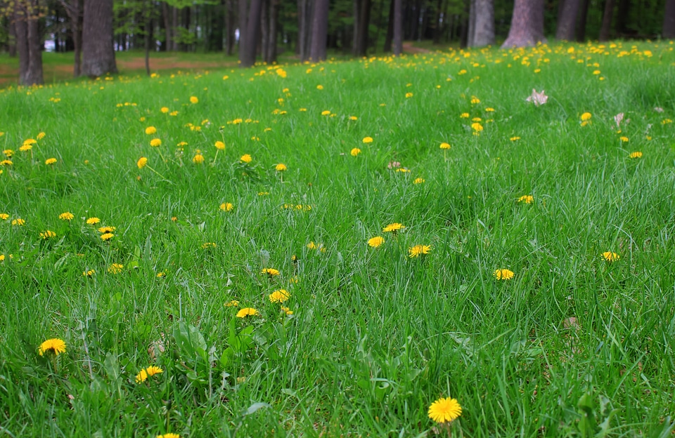 Grass field with sunflowers at Council Grounds State Park, Wisconsin