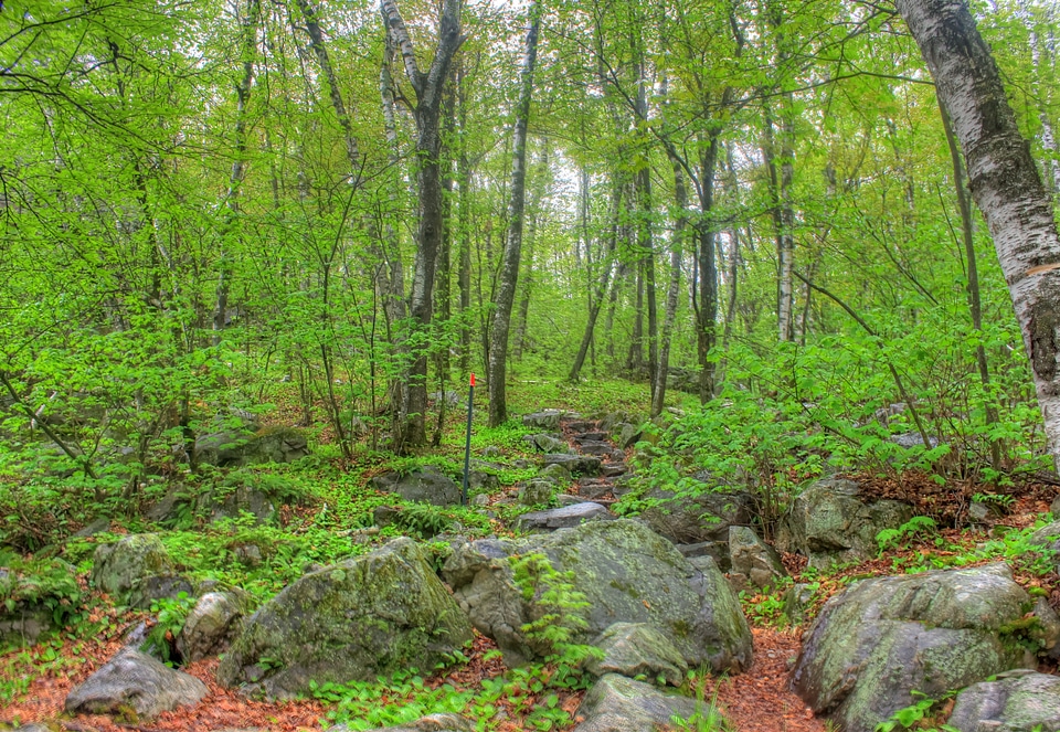 Forest, trail, and stairs at Rib Mountain State Park, Wisconsin